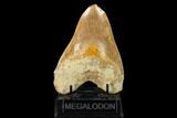 Serrated, Fossil Megalodon Tooth With Pathological Tip! #148967-2